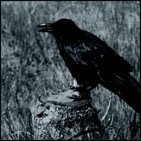 Raven II