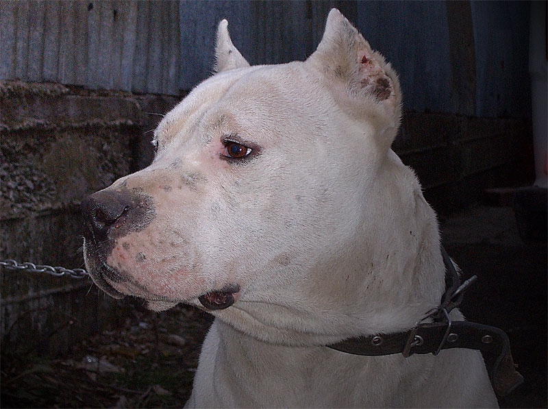 El Dogo Argentino