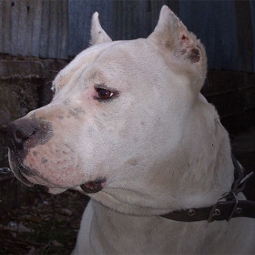 El Dogo Argentino