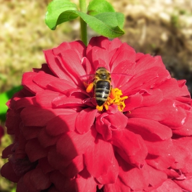 Bee