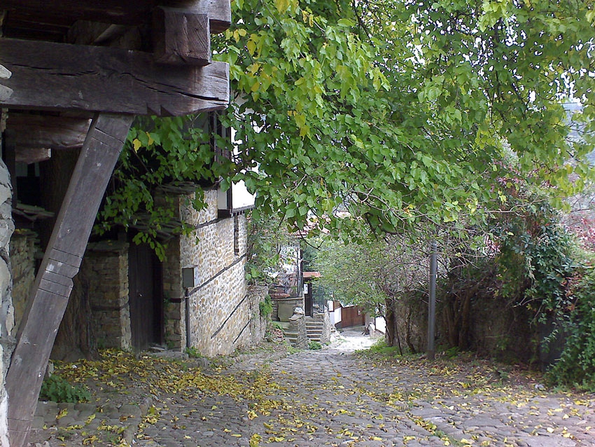 leafy road