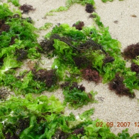 Морски водорасли