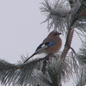 Garrulus glandarius Soika