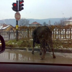 на червено се пасе зелено!