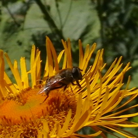 bee on a flower