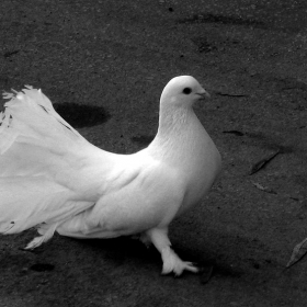 pigeon