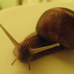 snail