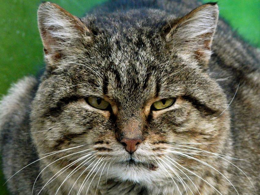 Котак Дебелак