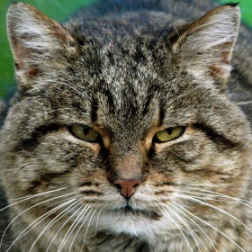 Котак Дебелак