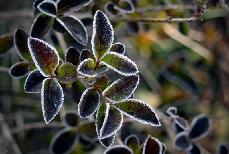frozen