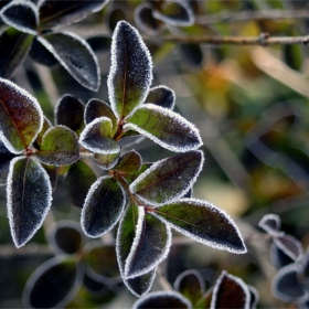 frozen