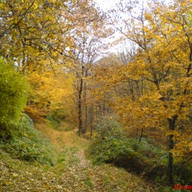 Гора пак в Габрово :)