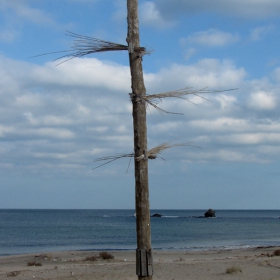 lonely tree