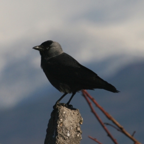 Чавка (Corvus monedula)