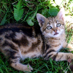 Не ме гледай ... Ще ти скоча