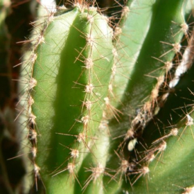 Cactus