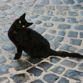 Black Italian Cat