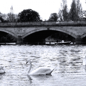 Swans in Hyde Park