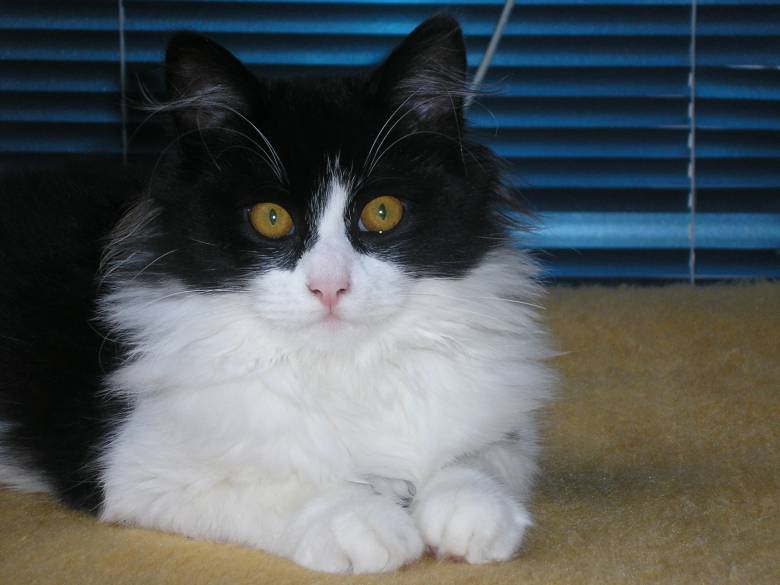 kote