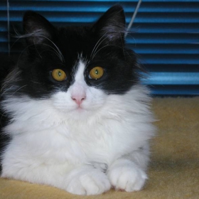 kote