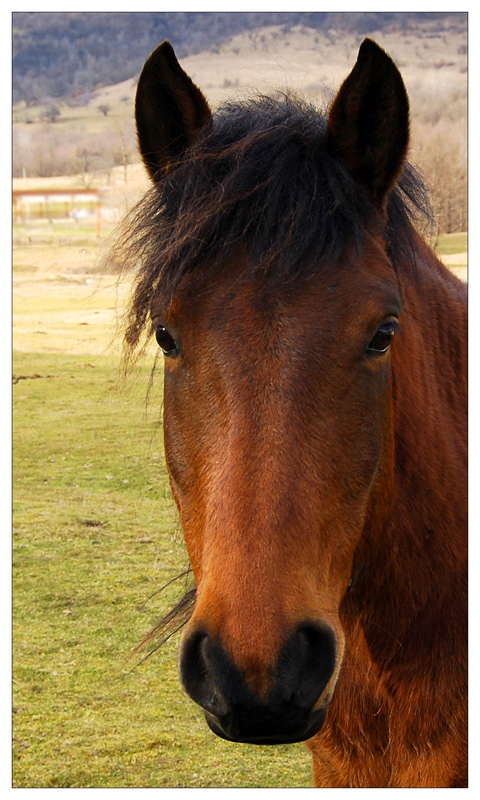A portrait of another lady