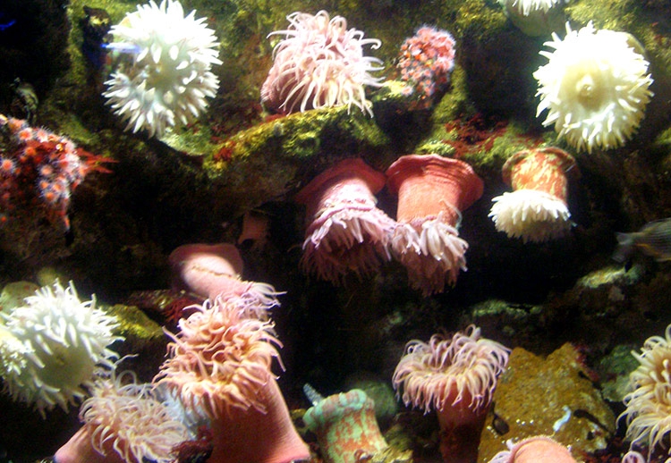 Under the Sea