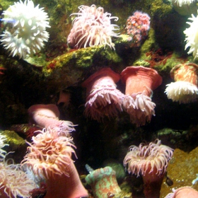 Under the Sea