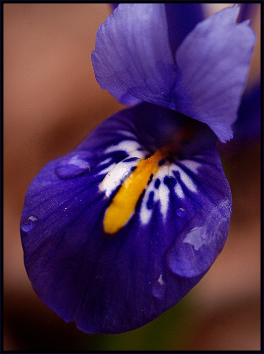 ..blue spring time..
