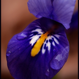 ..blue spring time..