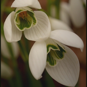 ..white spring time...