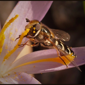 ...springtime - macrotime...