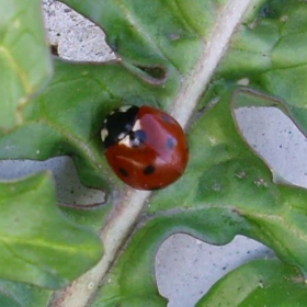 lady bug