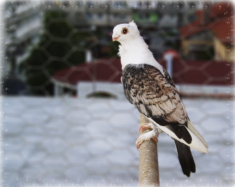 Един качулатко!