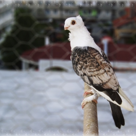 Един качулатко!