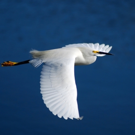 Snowy egret (Egretta thula)