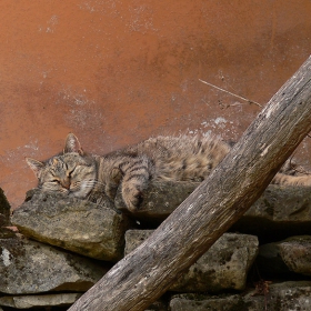 Манастирска котка