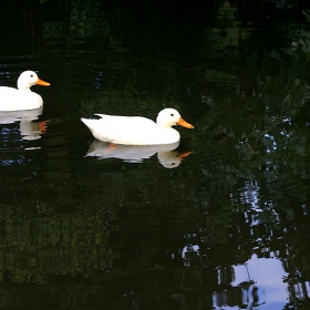 White ducks