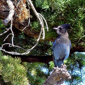 Steller's jay