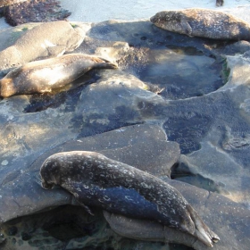 seals on the La Jolla beach