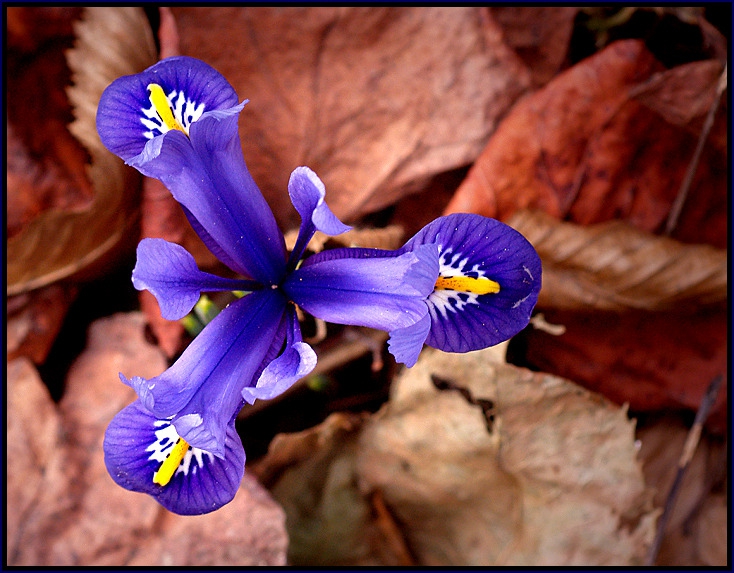 blue springtime 2