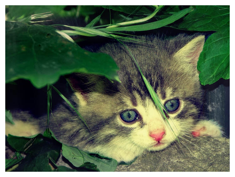 коте