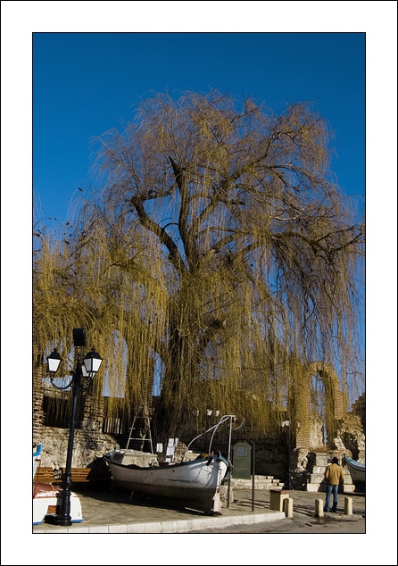 lampboatman&tree