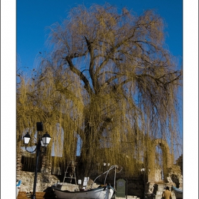 lampboatman&tree
