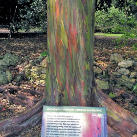 Eucalyptus deglupta