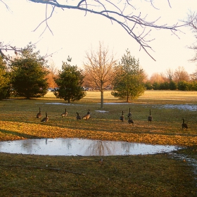 Goose Paradise