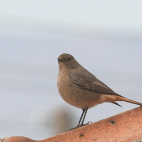 Домашна червеноопашка (Phoenicurus ochruros)