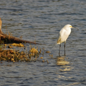 Snowy Egret (Egretta thula)