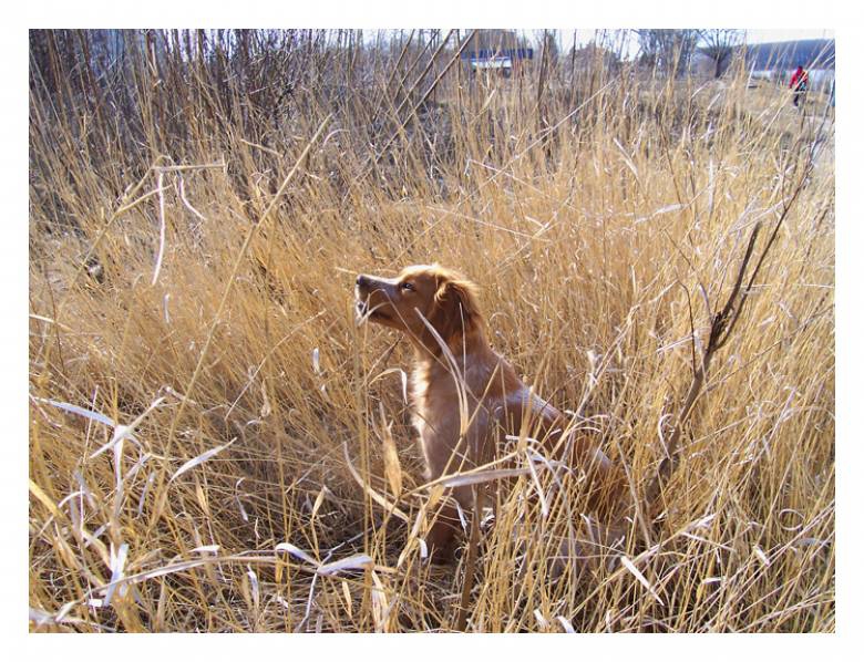 In The Field