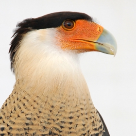 Crested caracara (Polyborus plancus)