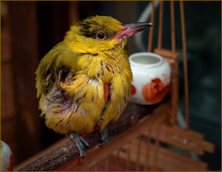 ..on the birdmarket..